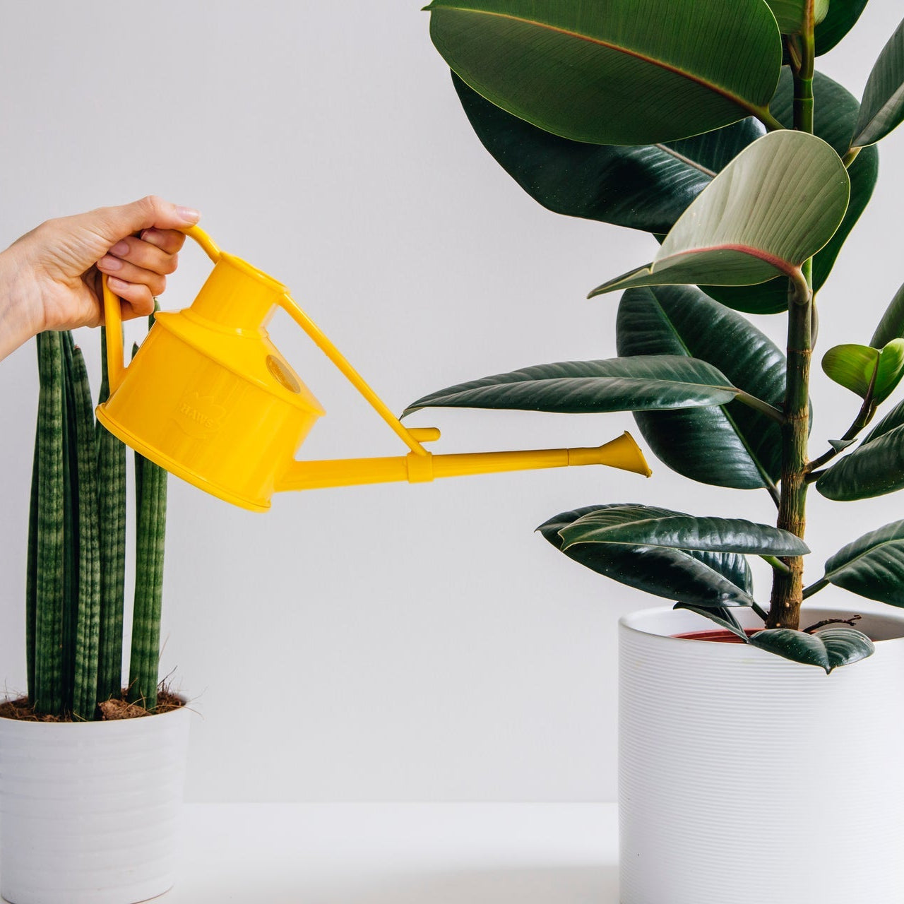 Person watering a potted plant with a yellow watering can on a white background