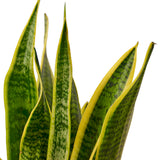 Snake Plant 'Laurentii'