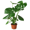 Split-Leaf Philodendron