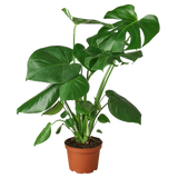 Split-Leaf Philodendron