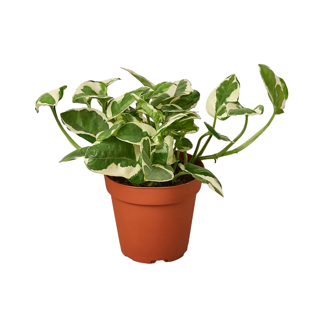 A variegated green and white trailing houseplant in a terracotta-colored plastic nursery pot, isolated on a solid white background.