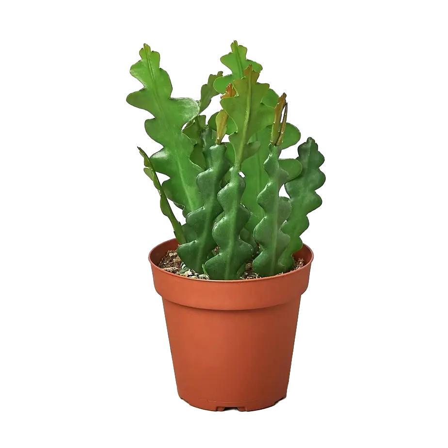 Epiphyllum Ric Rac Cactus