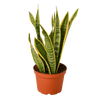 Snake Plant 'Laurentii'