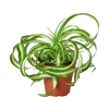 Spider Plant 'Bonnie'