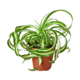 Spider Plant 'Bonnie'