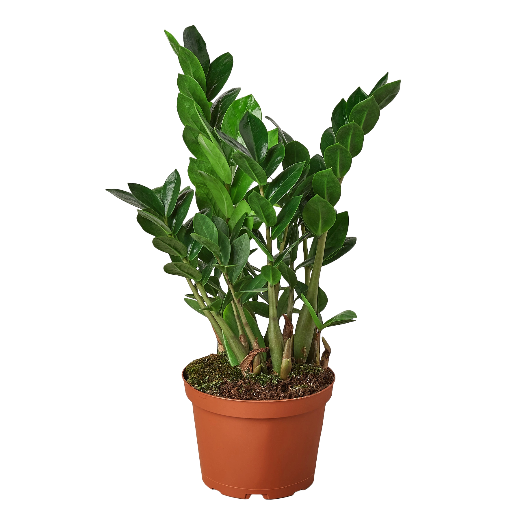 Zamioculcas Zamiifolia Houseplant