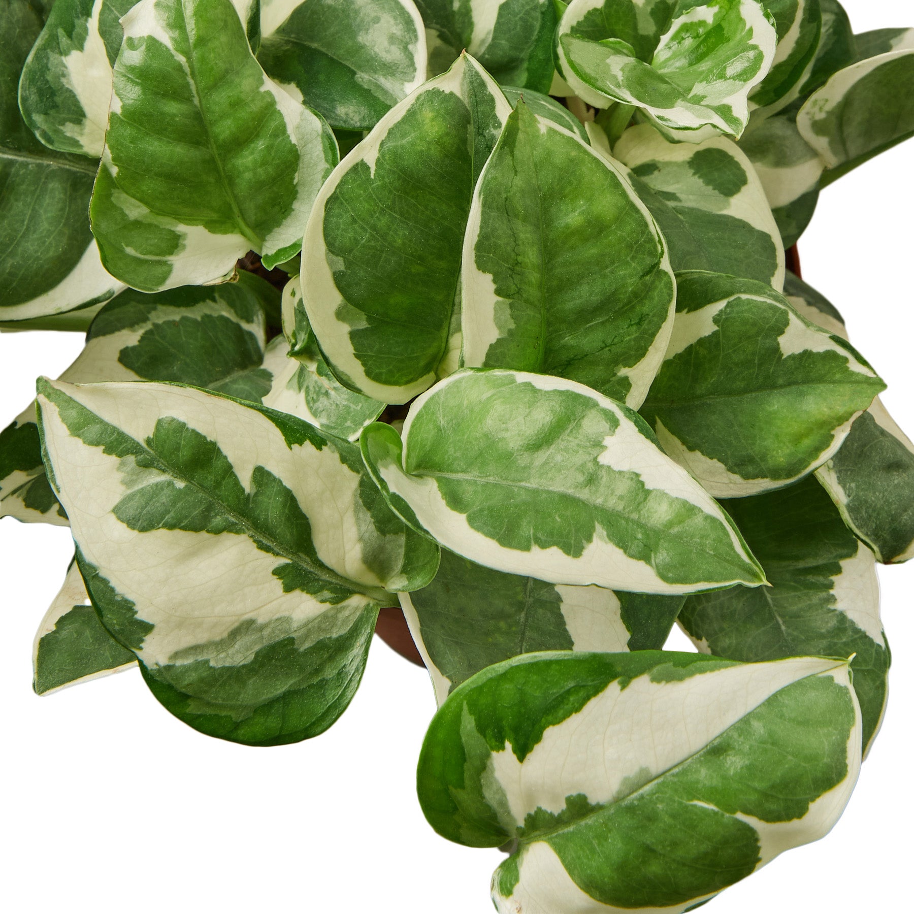 Potos N'Joy Houseplant