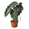 African Mask Plant