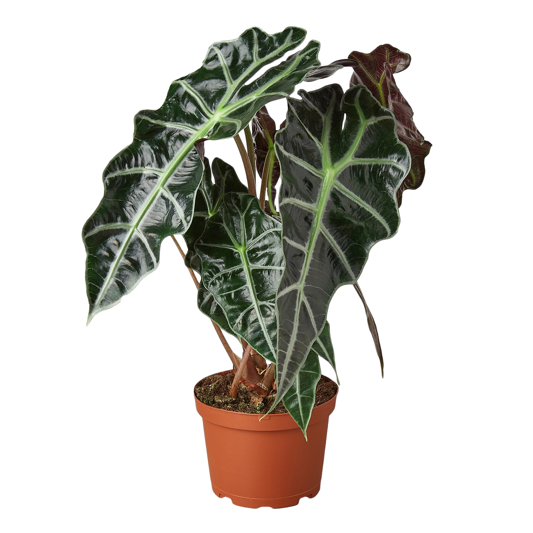 African Mask Plant