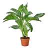 Chinese Evergreen 'Silver Bay'