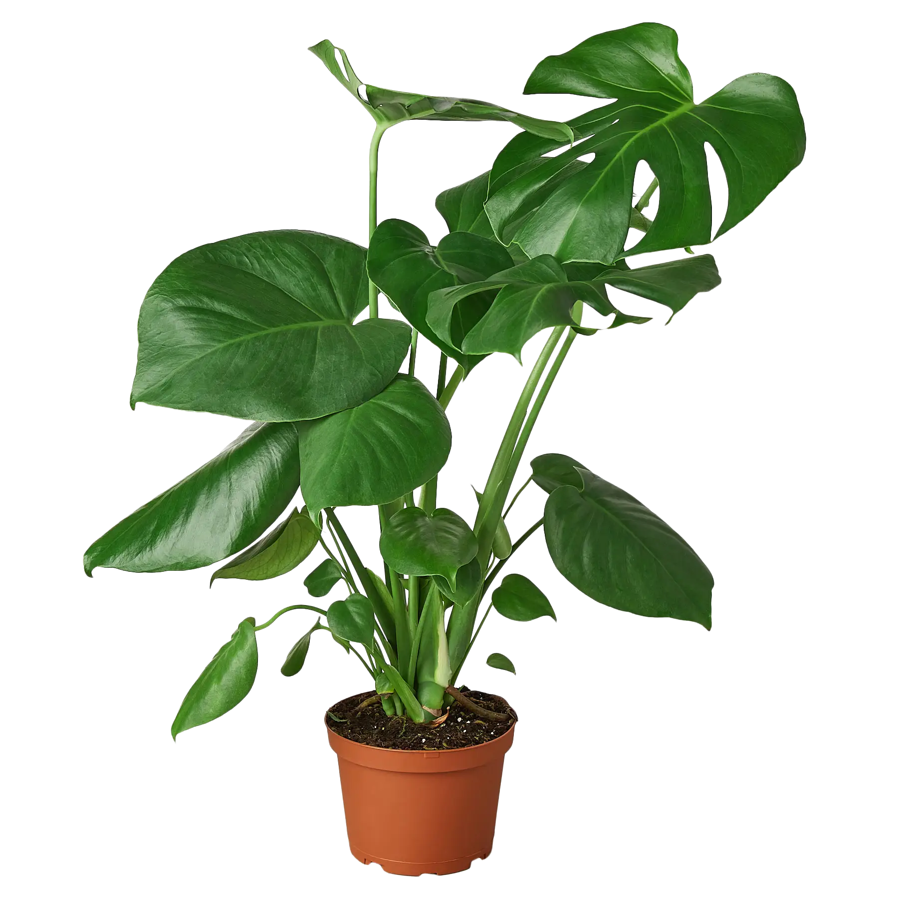 Split-Leaf Philodendron