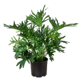 Philodendron Lickety Split