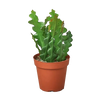 Epiphyllum Ric Rac Cactus