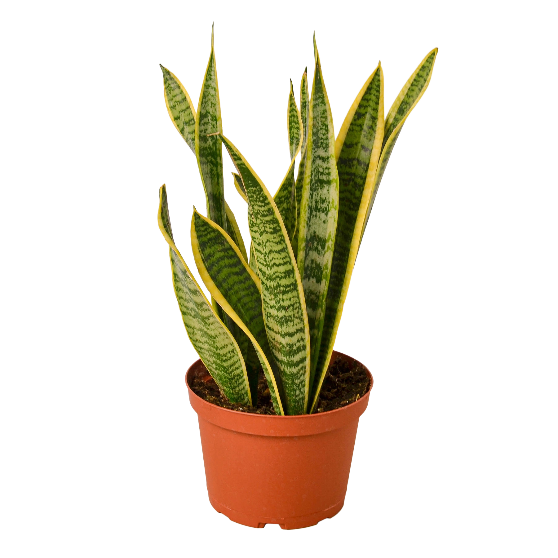 Snake Plant 'Laurentii'