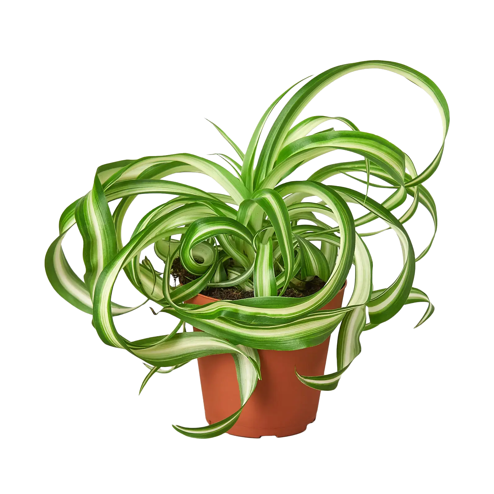 Spider Plant 'Bonnie'