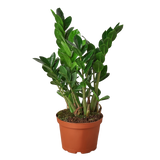 Zamioculcas Zamiifolia Houseplant