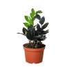 Zamioculcas zamiifolia 'Black Queen'
