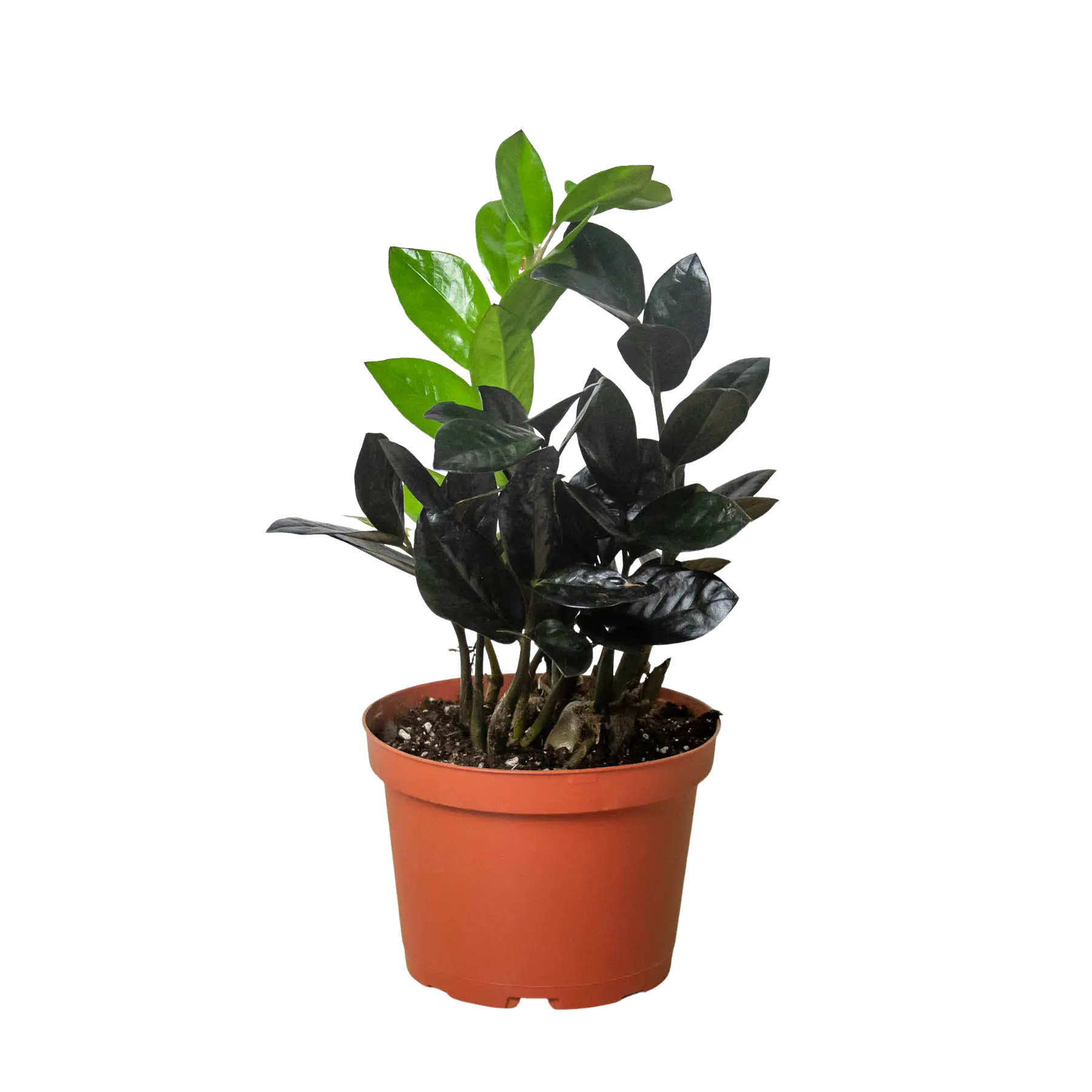 Zamioculcas zamiifolia 'Black Queen'