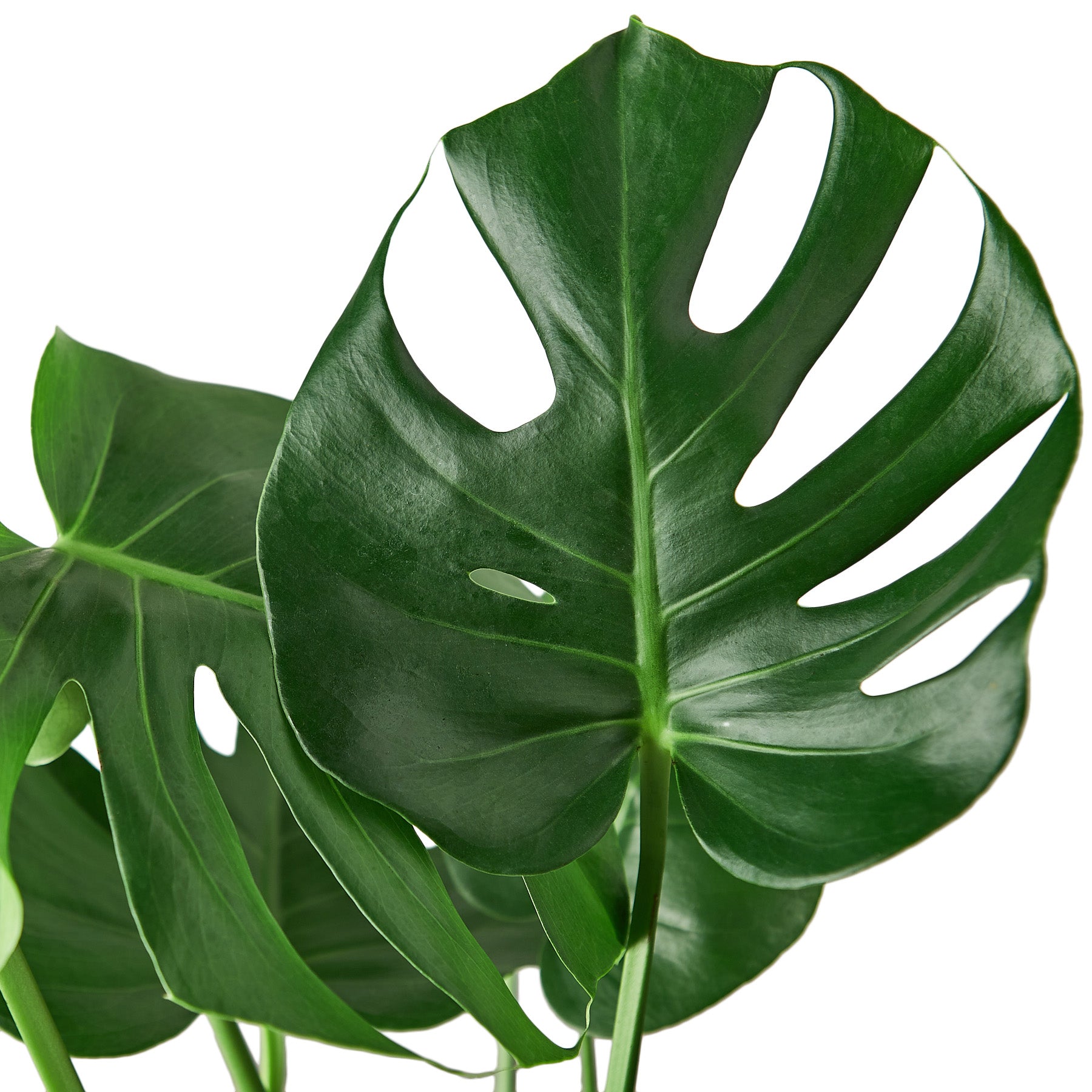 Split-Leaf Philodendron