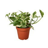 Potos N'Joy Houseplant