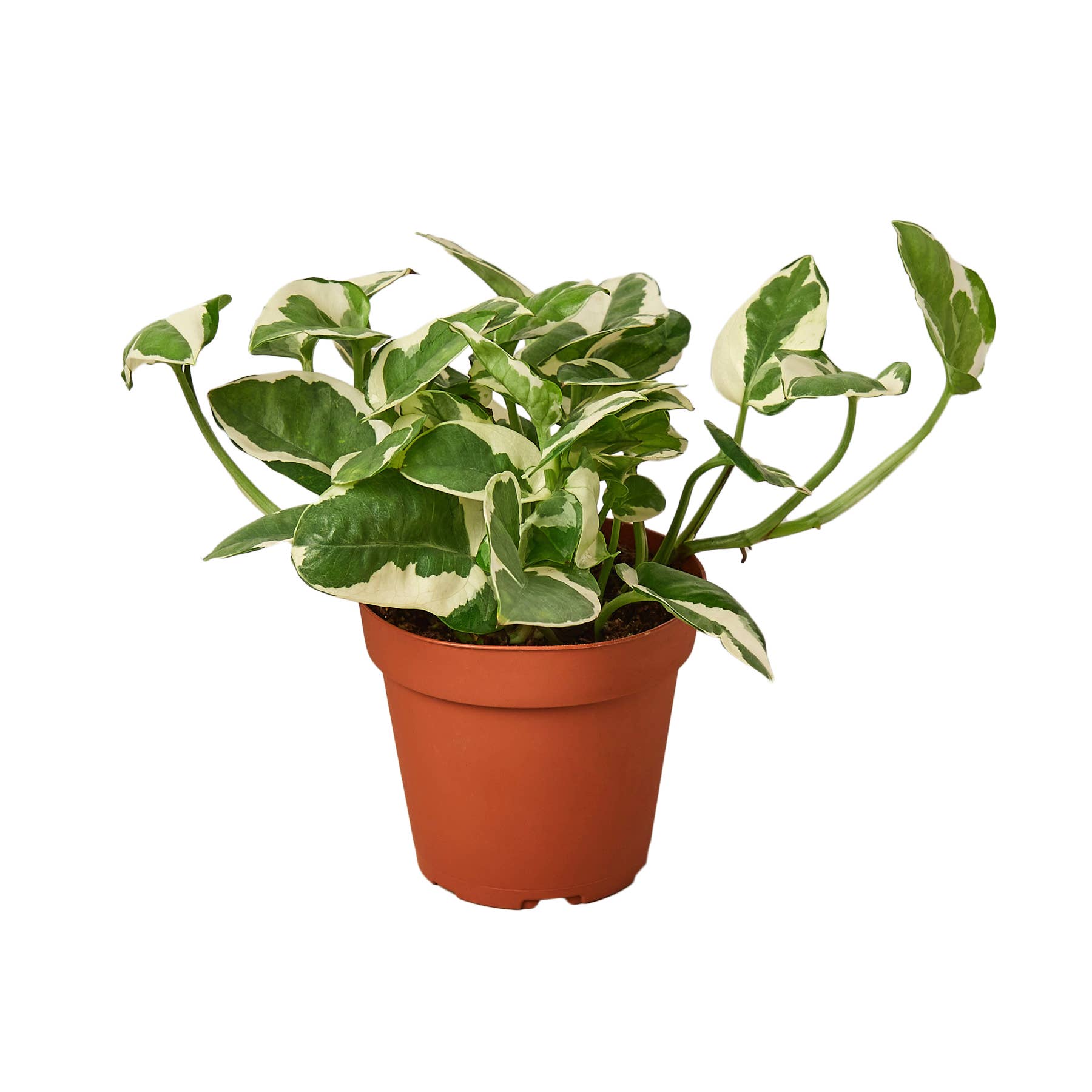 Potos N'Joy Houseplant