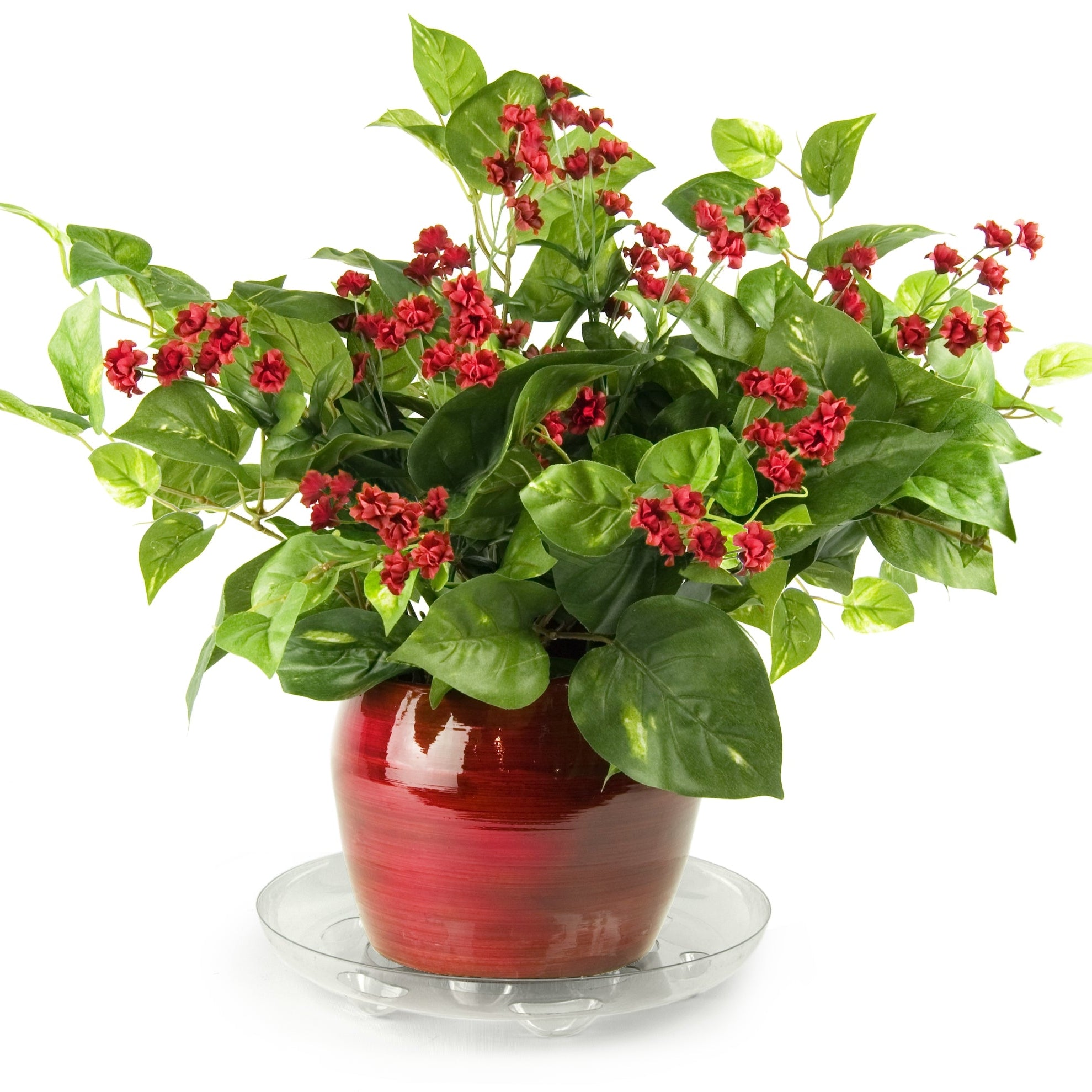 A potted plant with glossy green leaves and clusters of small red flowers, displayed in a glossy red ceramic pot on a clear glass saucer against a white background.
